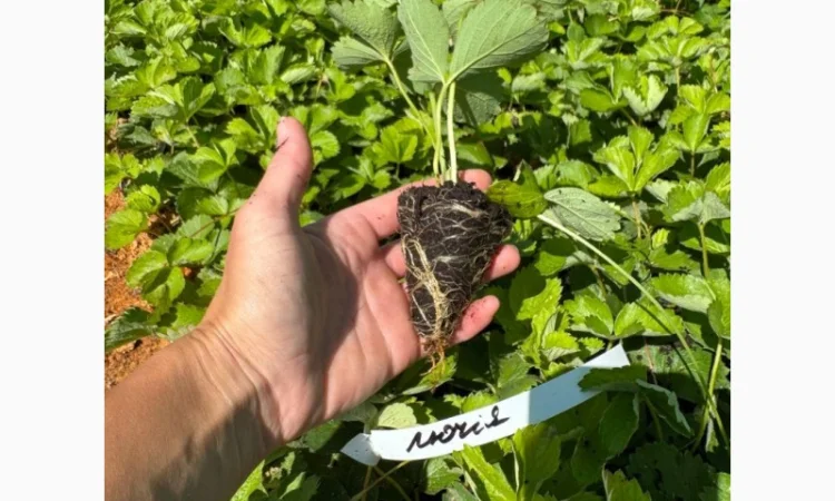 Саджанці Полуниці у касетах. Роздріб та Гурт - фото № 5