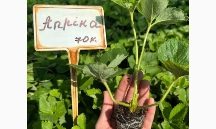 Саджанці Полуниці у касетах. Роздріб та Гурт - фото № 6