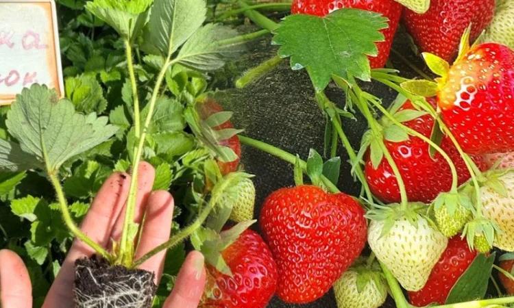 Саджанці Полуниці у касетах. Роздріб та Гурт - фото № 7