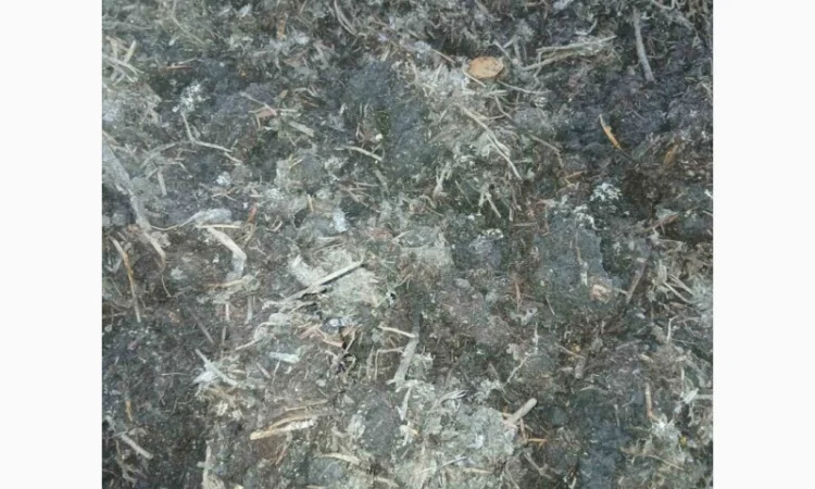 Куриный гной – органическое удобрение - фото № 2