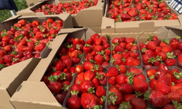 Продам саджанці полуниці - фото № 1