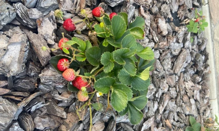 Ремонтантна полуниця - фото № 1