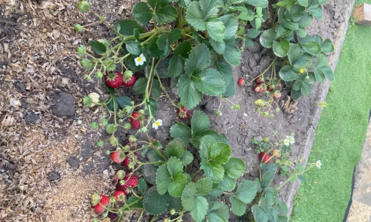 Ремонтантна полуниця - фото № 2