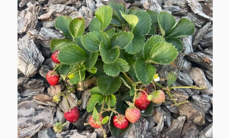 Ремонтантна полуниця - фото № 3