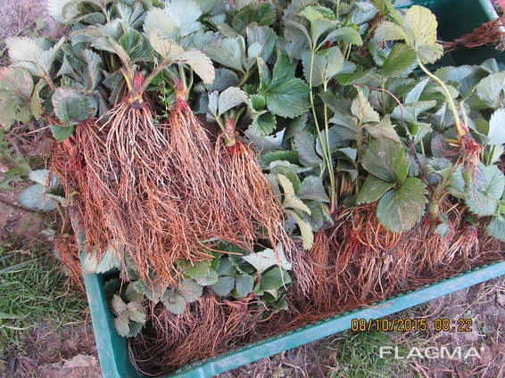 Продам саджанці полуниці - фото № 1