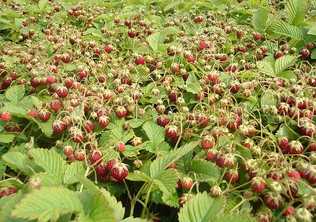 Земклуника Пенелопа - фото № 1