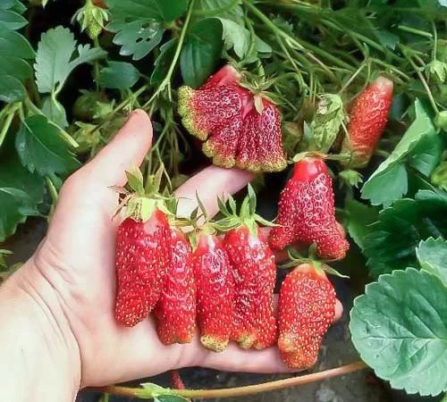 Земклуника Пенелопа - фото № 2