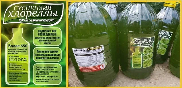 Хлорелла суспензия - зеленое золото - фото № 1