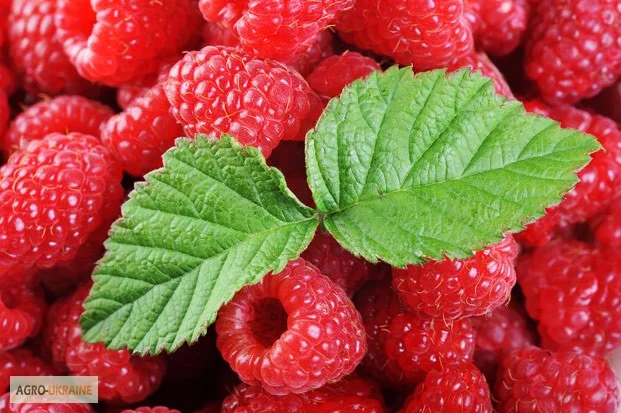 Малина Ляшка - фото № 1