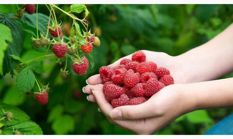 Продам саджанці малини Гленд Емпл - фото № 1