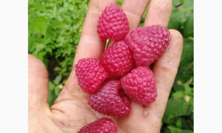 Роспродаж саджанців високо врожайного спору Малини Полісся - фото № 1