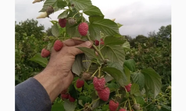 Роспродаж саджанців високо врожайного спору Малини Полісся - фото № 3