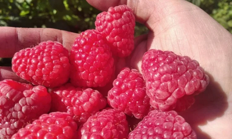 Продам саджані ремонтантної малин недорого - фото № 2