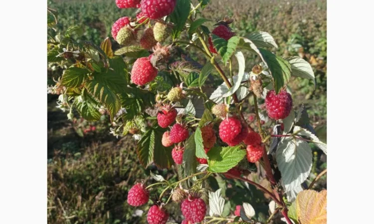 Продам саджані ремонтантної малин недорого - фото № 3