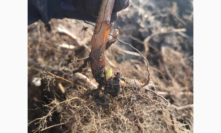 Саджанці малини ремонтантної - фото № 1