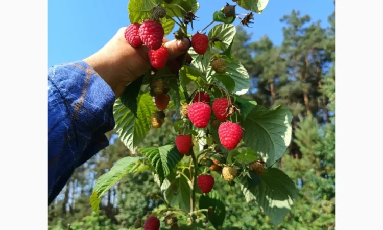 Саджанці малини ремонтантної - фото № 2