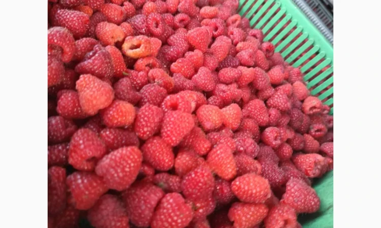 Саджанці малини ремонтантної - фото № 4