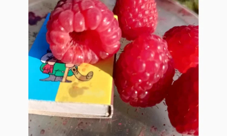 Саджанці малини ремонтантної - фото № 5