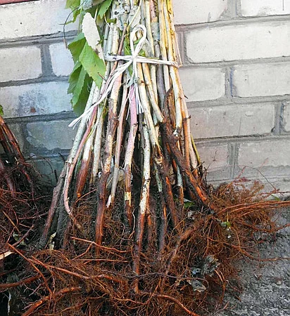 Куплю Саджаці Малини - фото № 1