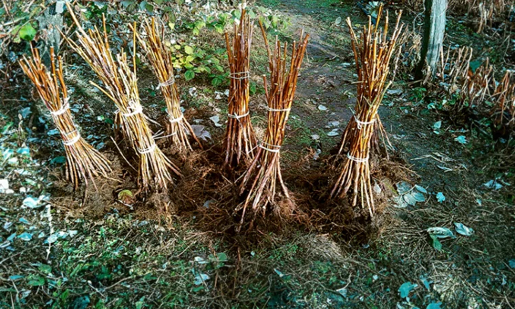 Куплю Саджаці Малини - фото № 2