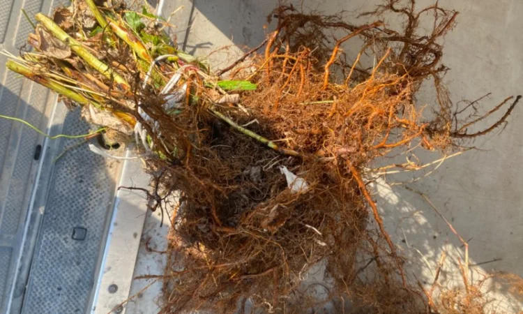 Кущі малини сорту Маравілла - фото № 1