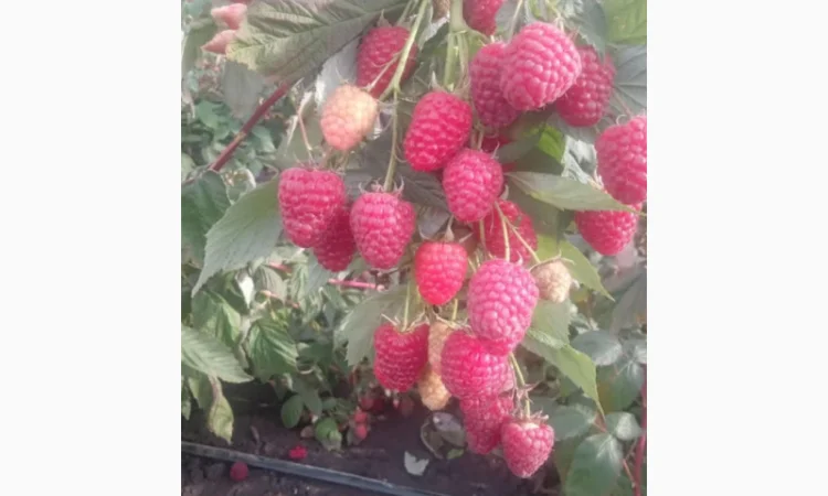 Саджанці малини - фото № 1