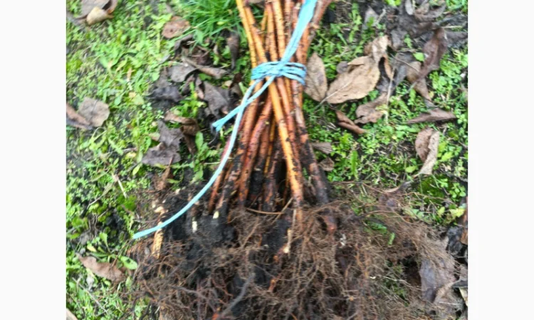 Саджанці малини - фото № 2