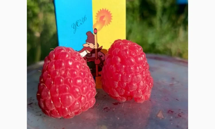 Саджанці високоврожайної малини ремонтантної - фото № 2