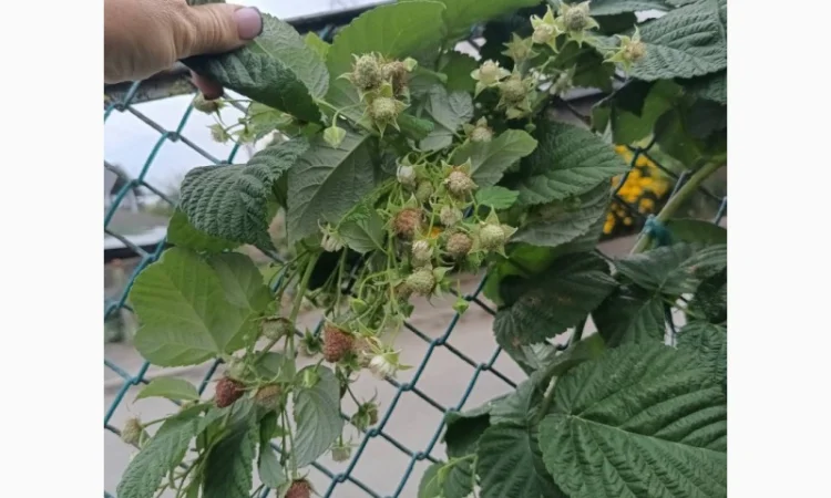 Саджанці високоврожайної малини ремонтантної - фото № 4