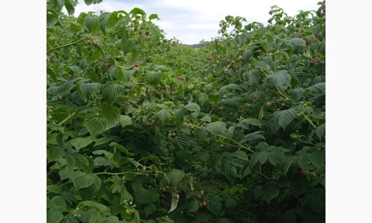 Саджанці високоврожайної малини ремонтантної - фото № 5