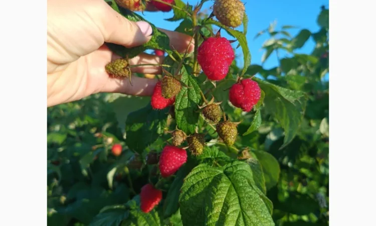 Саджанці високоврожайної малини ремонтантної - фото № 8