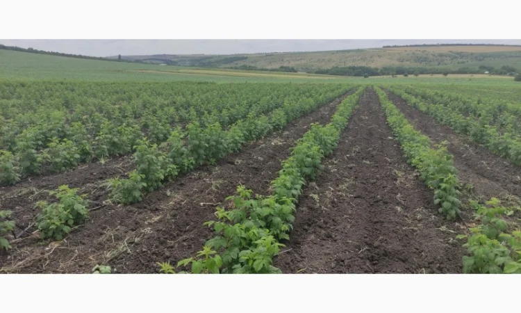 Продам Саджанцы Малина БРУСИЛОВСКАЯ ремонтантная - фото № 1