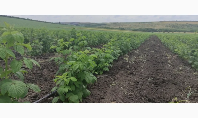 Продам Саджанцы Малина БРУСИЛОВСКАЯ ремонтантная - фото № 2