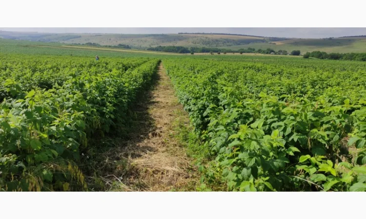 Продам Саджанцы Малина БРУСИЛОВСКАЯ ремонтантная - фото № 3