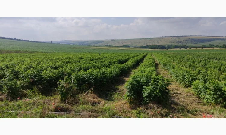 Продам Саджанцы Малина БРУСИЛОВСКАЯ ремонтантная - фото № 4