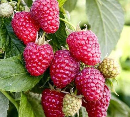 Саженцы малинового дерева Галактика - 2 года - фото № 1