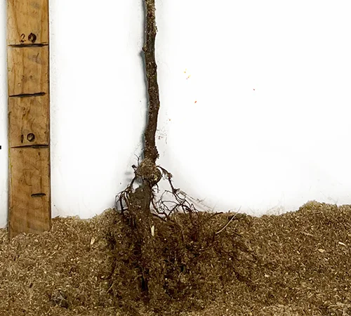 Саженцы малинового дерева Галактика - 2 года - фото № 3