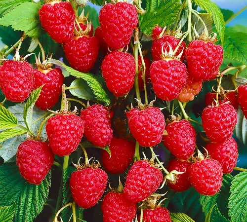 Саженцы малинового дерева Краса - 1 год - фото № 1