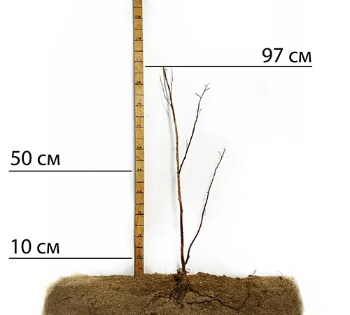 Саженцы черной малины сорта Кумберленд - фото № 2