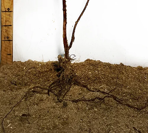 Саженцы черной малины сорта Кумберленд - фото № 3