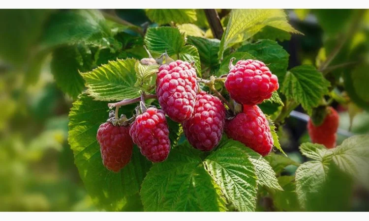 Малина сортовая - фото № 1