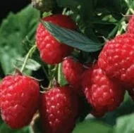 Продам саженцы устойчегово к засухе сорта Геракл - фото № 2