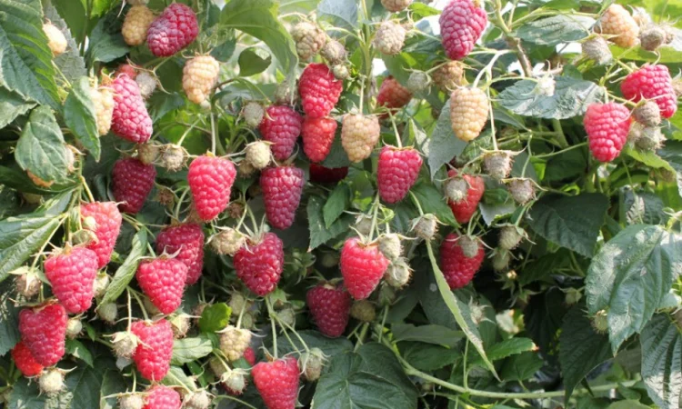 Продам саженцы устойчегово к засухе сорта Геракл - фото № 7