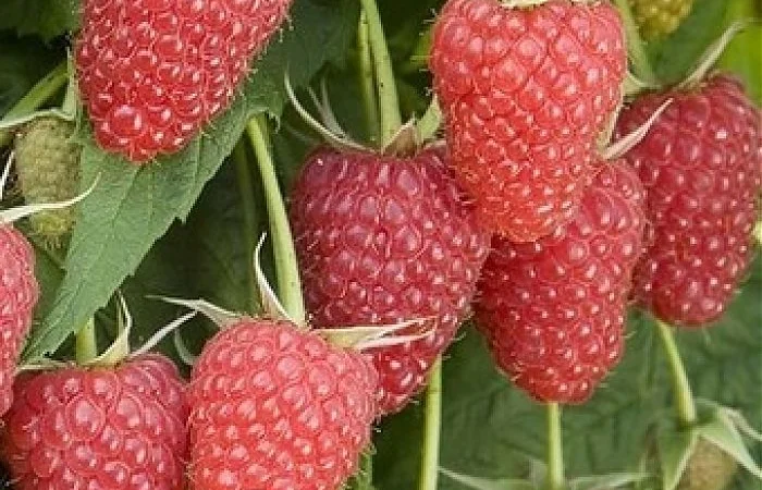 Крупноплодная малина Атлант - фото № 1