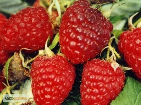 Продажа чистосортных саженцев малины с питомника - фото № 1