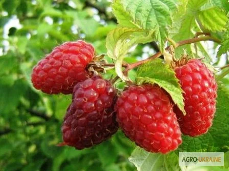 Продажа чистосортных саженцев малины с питомника - фото № 2