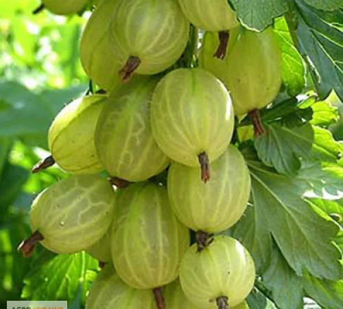 Продажа чистосортных саженцев малины с питомника - фото № 4