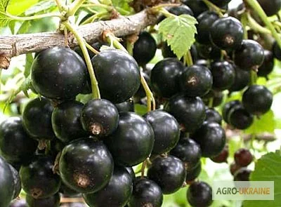 Продажа чистосортных саженцев малины с питомника - фото № 5