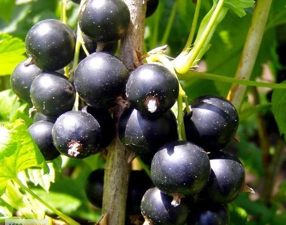 Продажа чистосортных саженцев малины с питомника - фото № 6