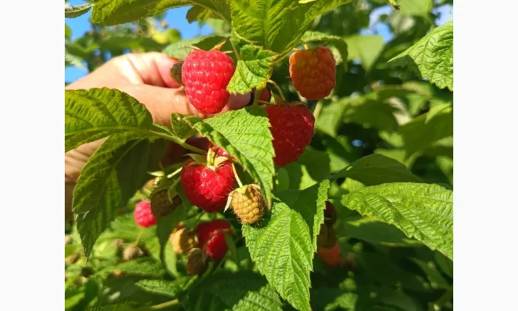 Продаємо саджанці малини ремонтантної сорту Полана - фото № 1